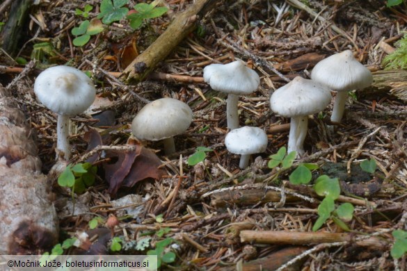 Inocybe geophylla