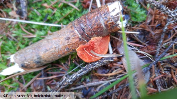 Pycnoporus cinnabarinus