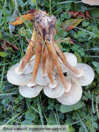 Armillaria mellea