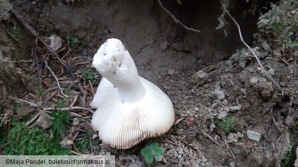 Russula foetens