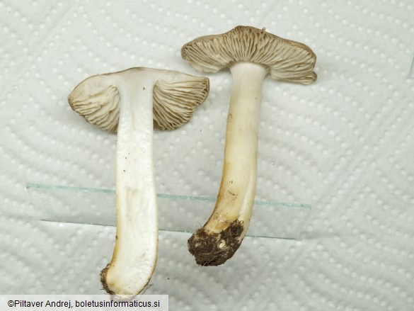 Porpoloma pes-caprae