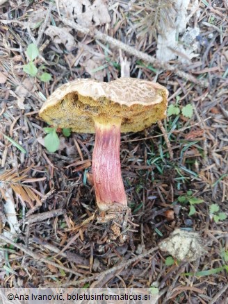 Xerocomellus chrysenteron