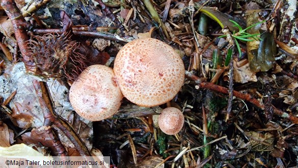 Cortinarius bolaris