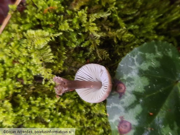 Mycena leptocephala