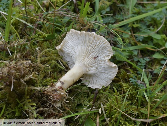 Infundibulicybe costata