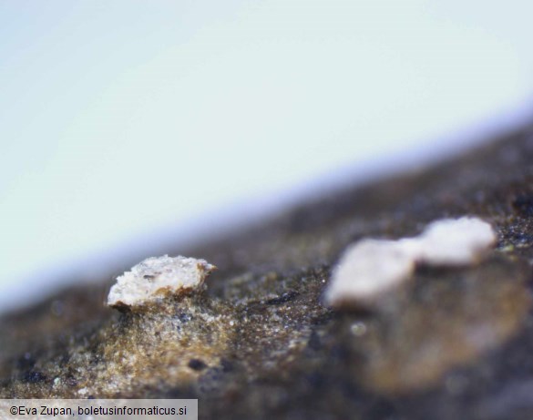 Cytospora leucostoma