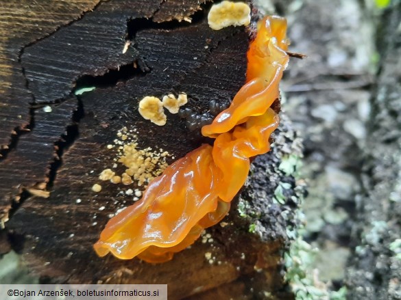 Phaeotremella frondosa