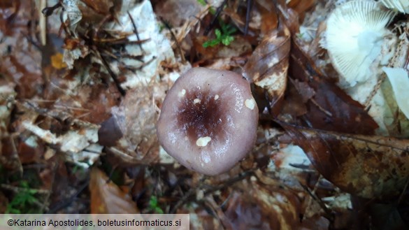 Russula cavipes