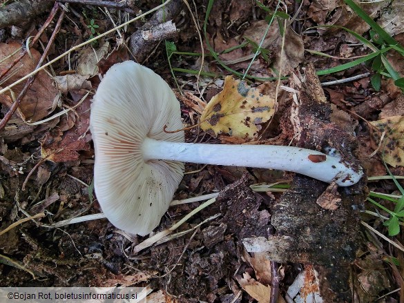 Pluteus petasatus