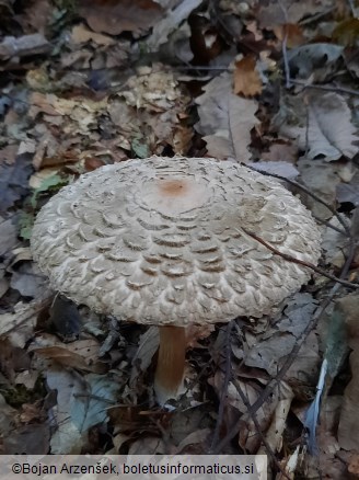 Chlorophyllum olivieri