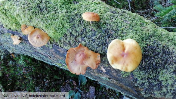 Pholiota astragalina