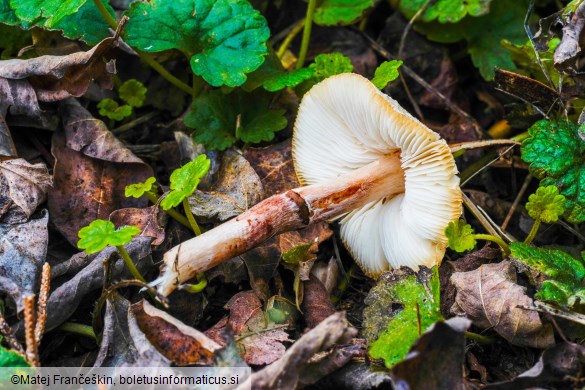 Lepiota lilacea