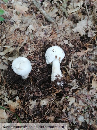 Agaricus sylvicola