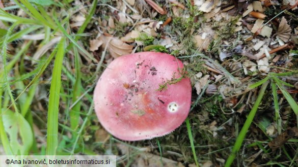 Russula lepida