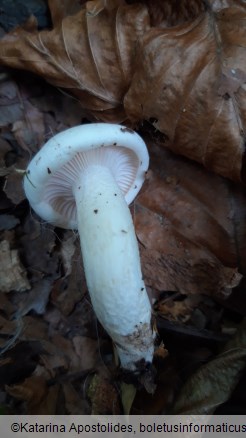 Hygrophorus penarius