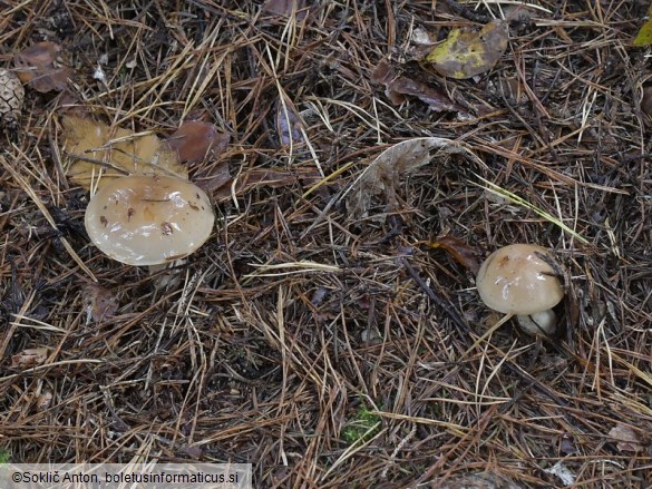 Cortinarius cliduchus