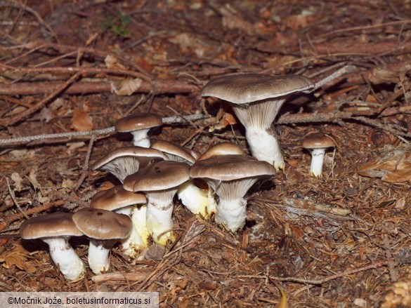 Gomphidius glutinosus