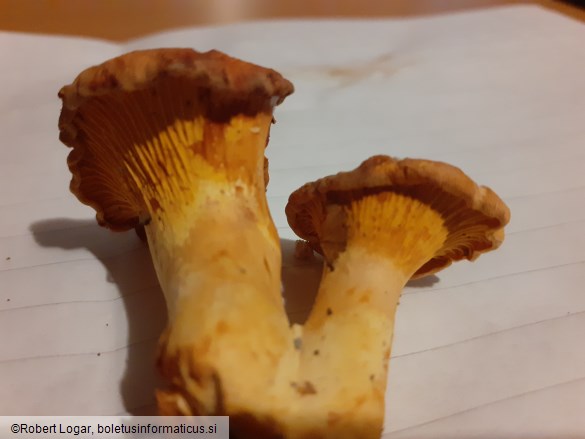 Cantharellus cibarius