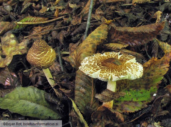 Lepiota brunneoincarnata