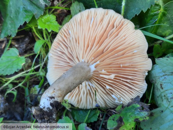 Lactarius pyrogalus