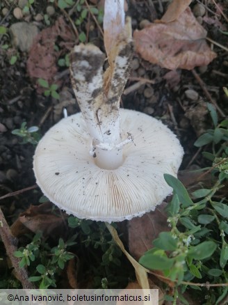 Leucoagaricus leucothites