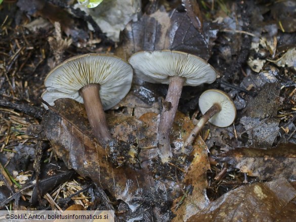 Calocybe obscurissima