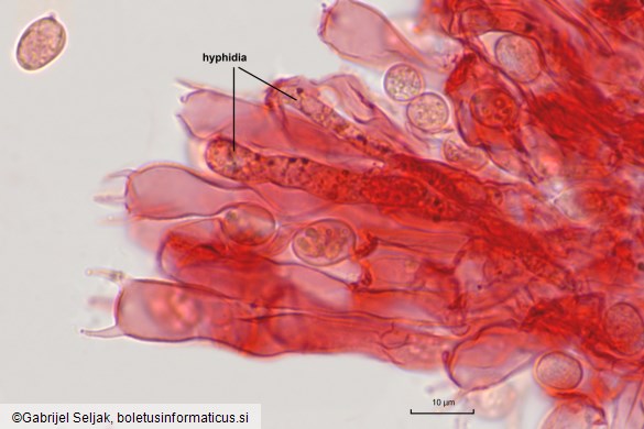 Radulomyces confluens
