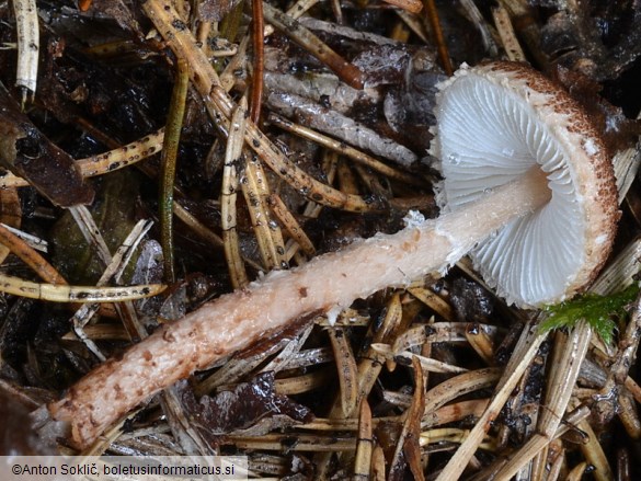 Lepiota echinella