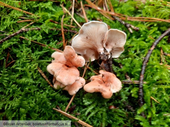 Hygrophoropsis olida