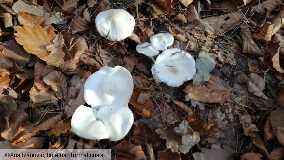 Hygrophorus eburneus