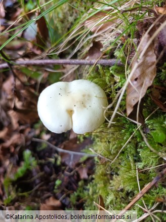 Hygrophorus cossus