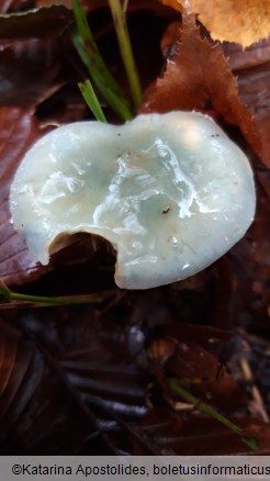 Stropharia caerulea