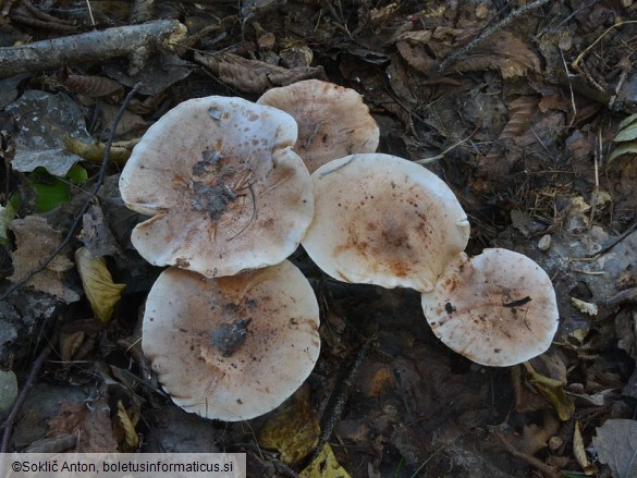 Tricholoma populinum