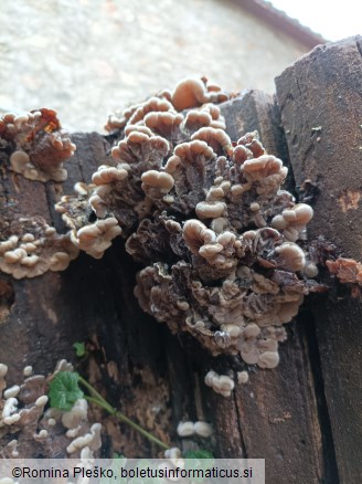 Auricularia mesenterica