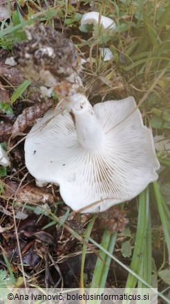 Lyophyllum connatum