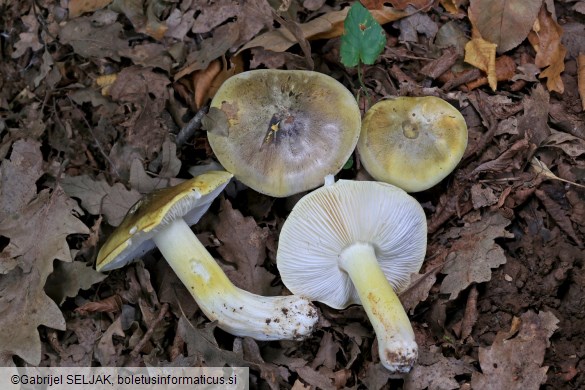 Tricholoma sejunctum