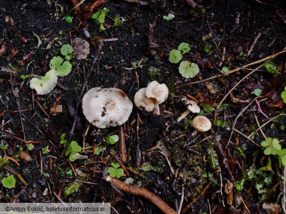 Pholiota scamba