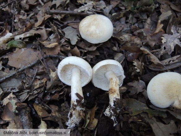 Tricholoma lascivum