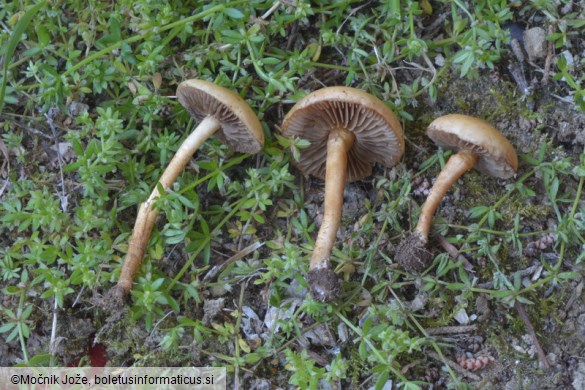 Agrocybe pediades