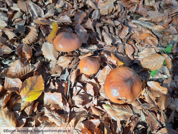 Suillus luteus