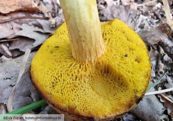 Xerocomus chrysonemus