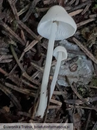 Hemimycena lactea