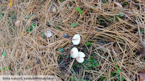 Lepiota cristata