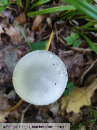 Amanita vaginata