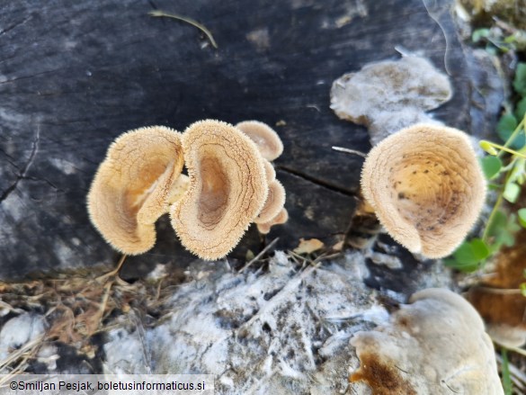 Lentinus strigosus