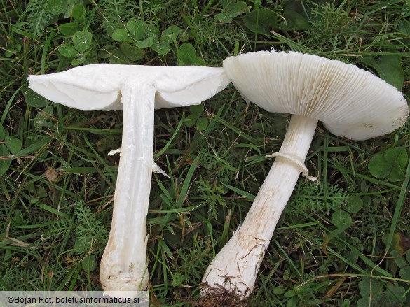 Leucoagaricus leucothites