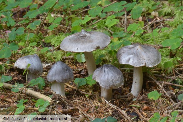 Tricholoma virgatum