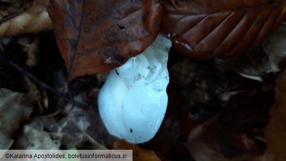 Hygrophorus cossus