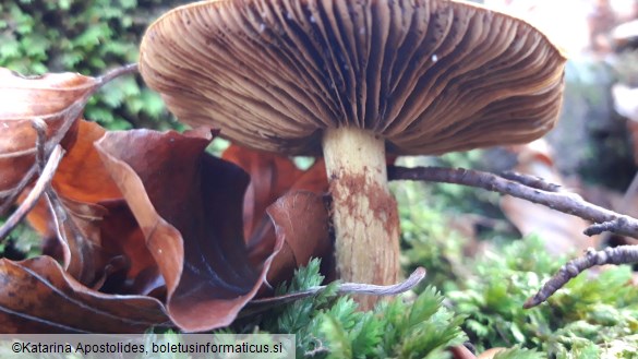 Cortinarius odorifer