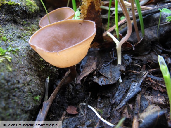 Dumontinia tuberosa